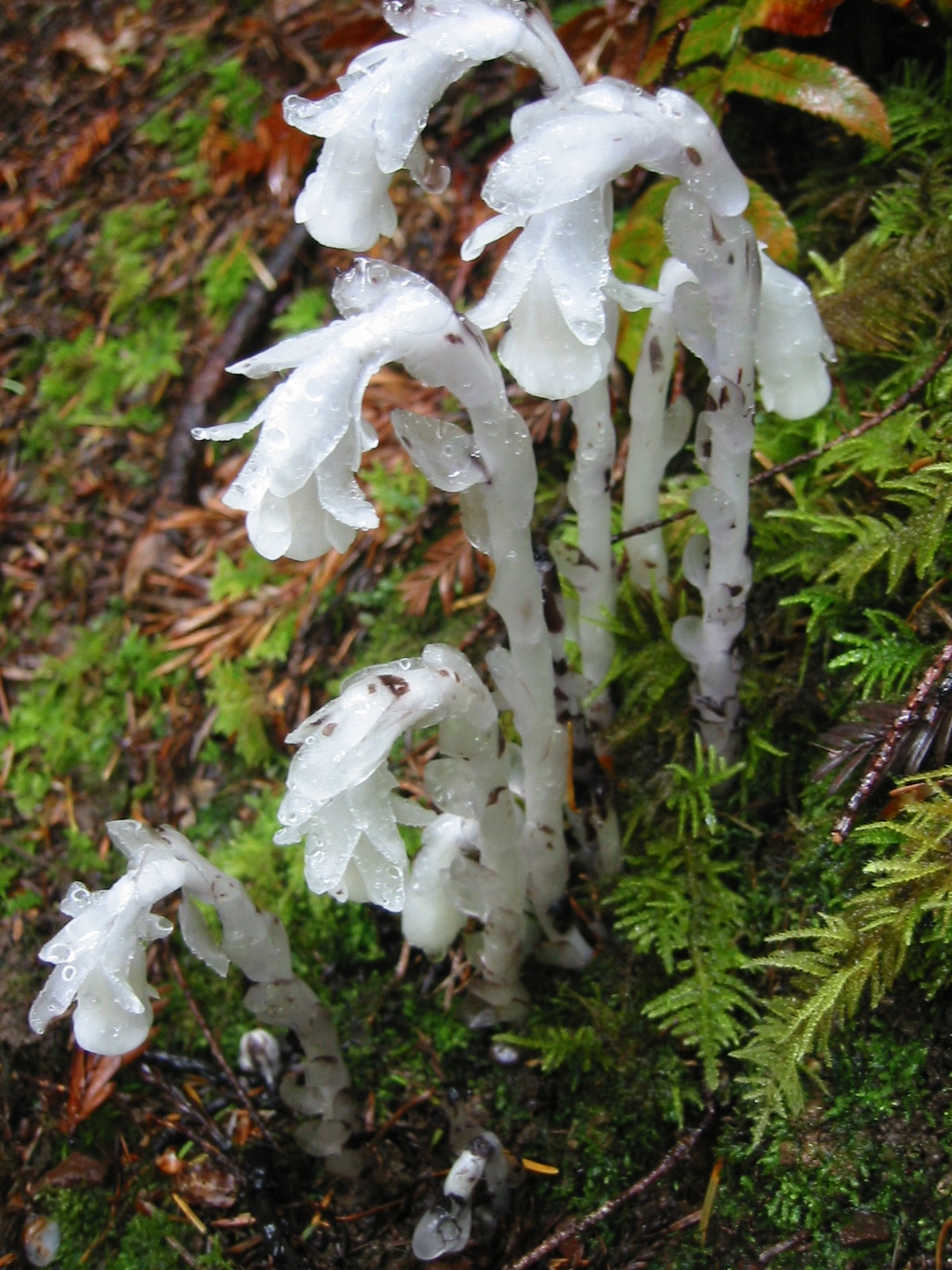 Indian_pipe_PDB.JPG