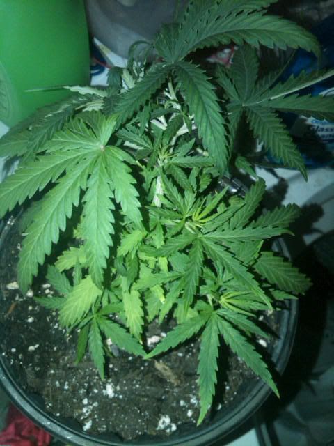 IMG00376-20110622-1906.jpg