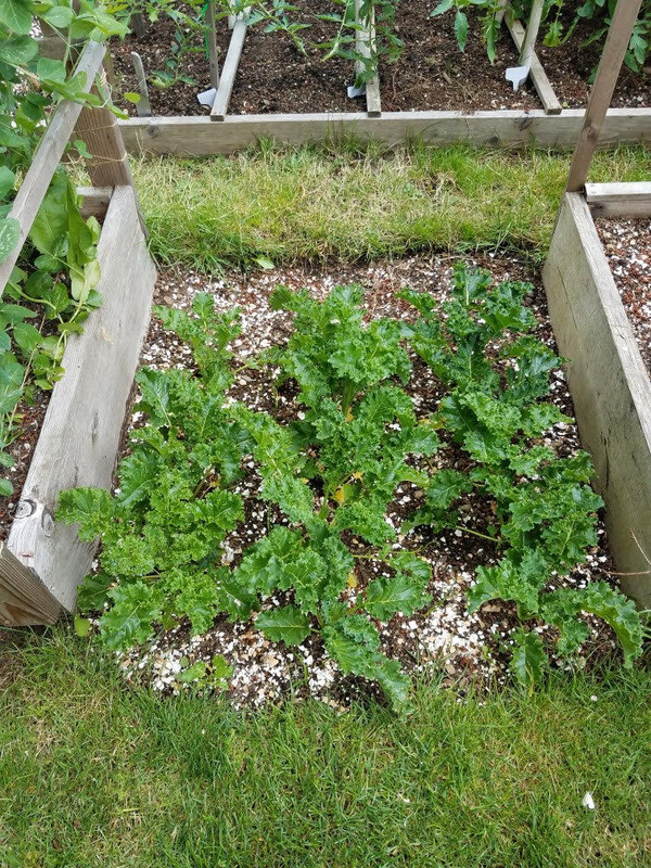 621kale.jpg
