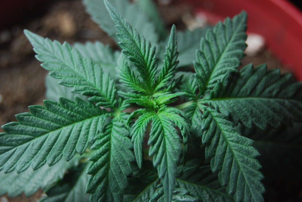 weed18003.jpg