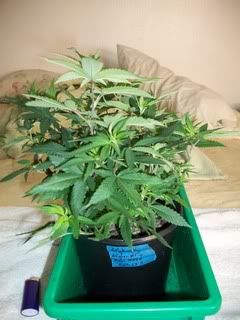 4-22-11061.jpg