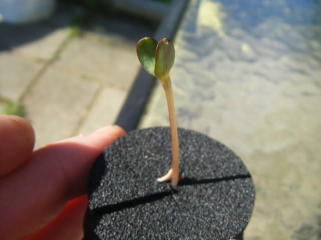 DSCF1531.jpg
