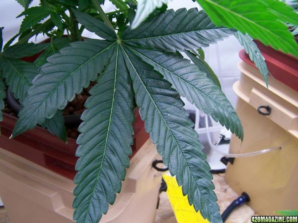 sour_kush_leaf_2.JPG