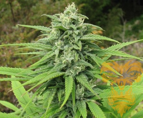 www.realgorillaseeds.com