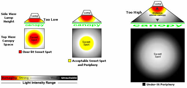 cwsweetspot.jpg