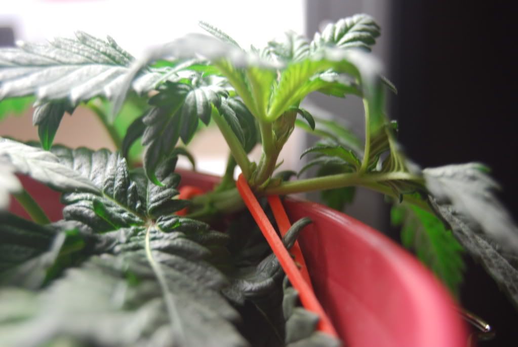 weed31005.jpg