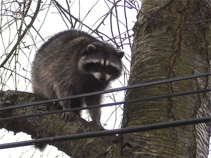 luckieraccoon.jpg