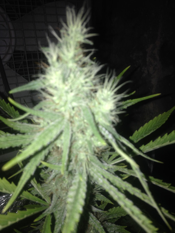 GFC_7_Gallon_Nug.jpg