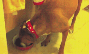 kZL5J.gif
