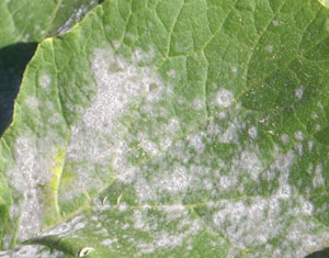 powderymildew.jpg