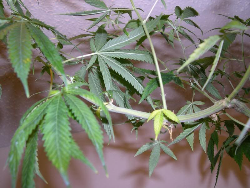 plant2.jpg