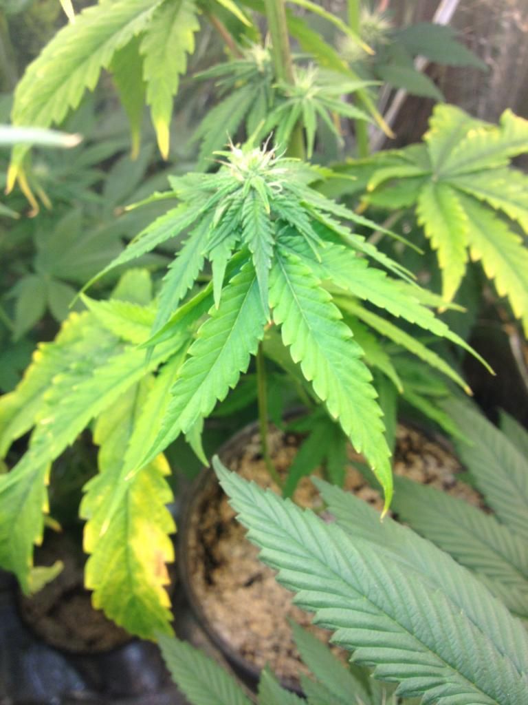 bubbakush2_zps77e22721.jpeg