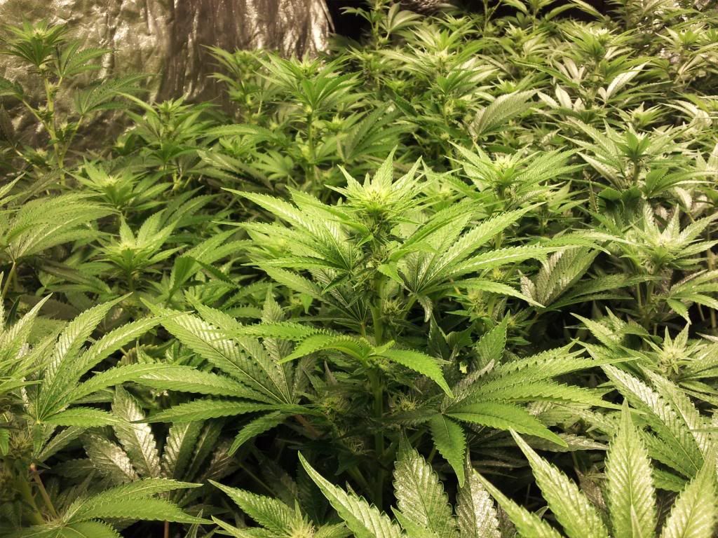 day19_3_zpsb99c8cfc.jpg