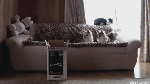 82913914.gif