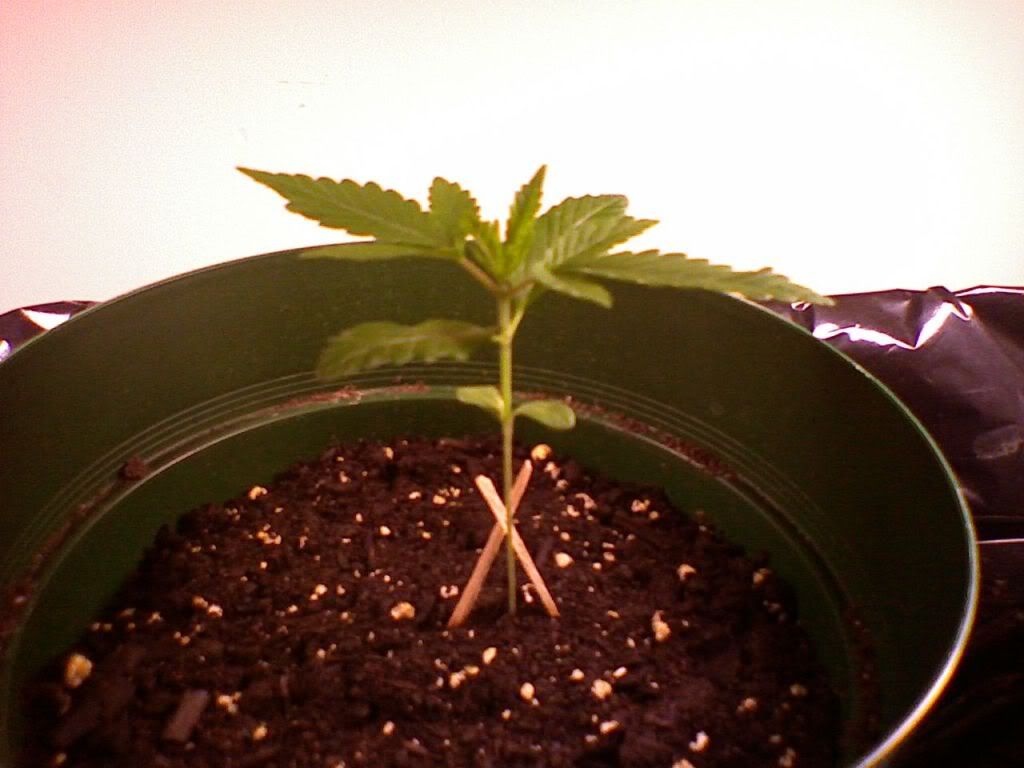 March312009Left.jpg