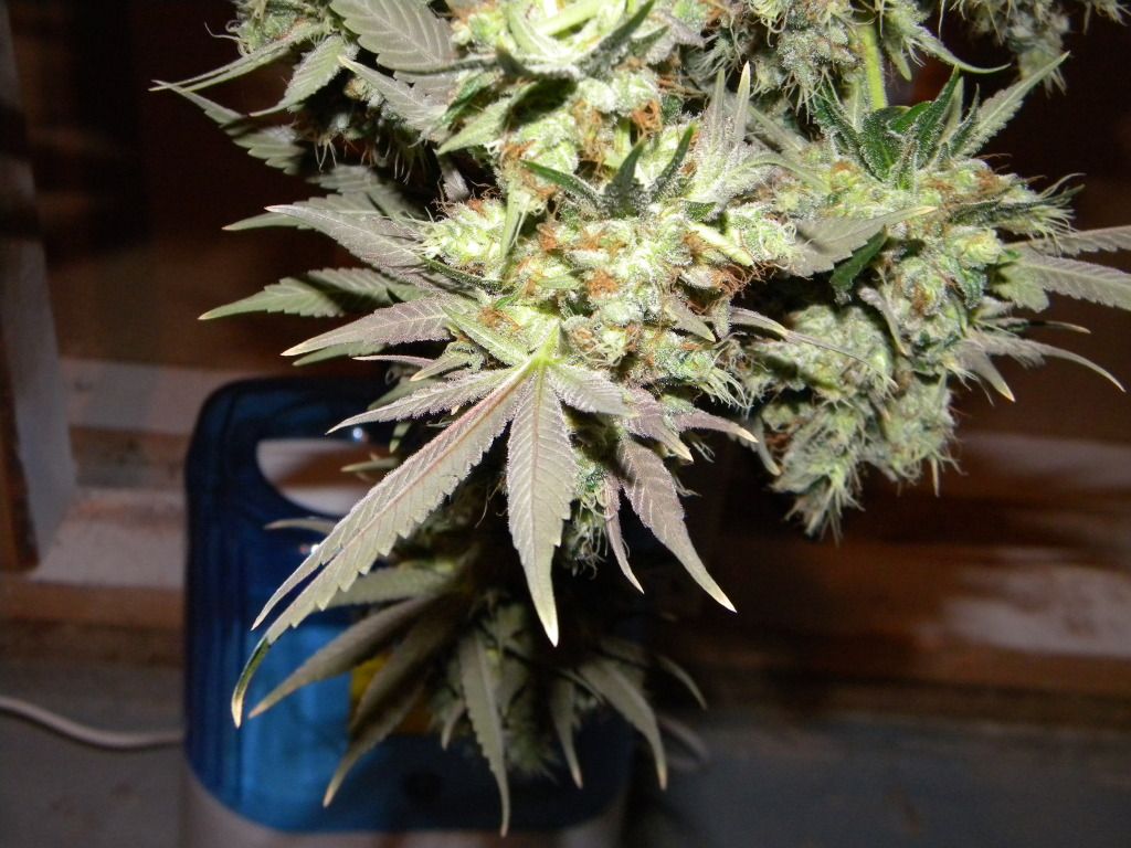 DSCN3738.jpg