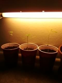 pot4.jpg