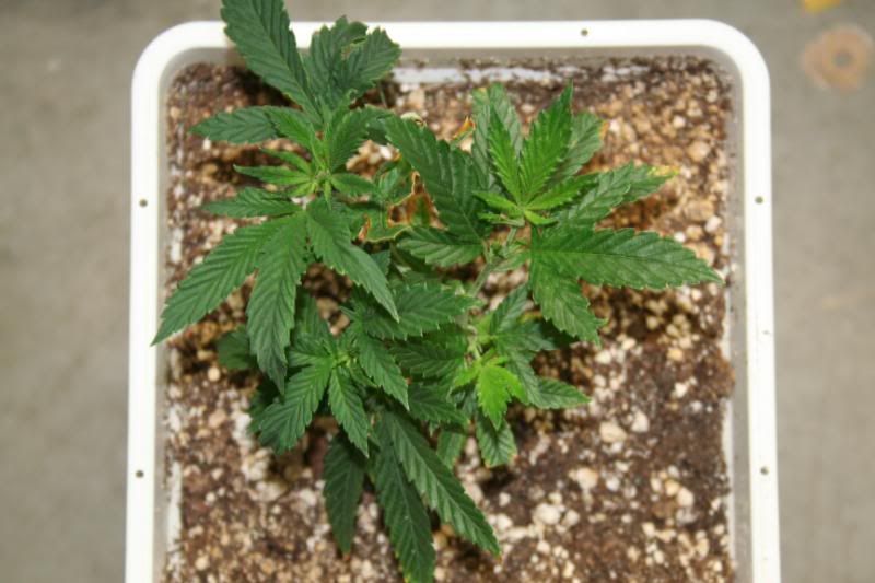 SeedlingsandClones004.jpg