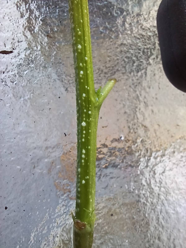 watercloneb.jpg
