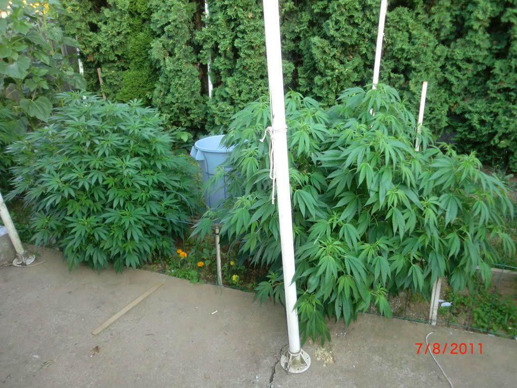 CIMG5682.jpg