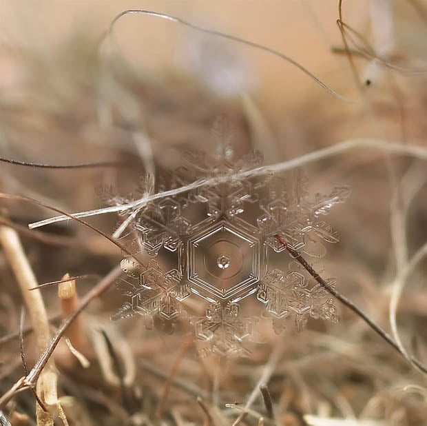 macrosnow-5.jpg