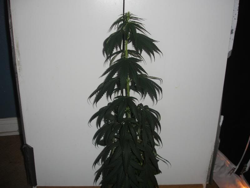 def3423434rdfaw009.jpg
