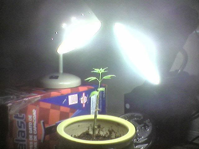 NewLights.jpg