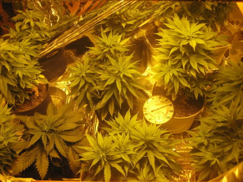 plants075.jpg