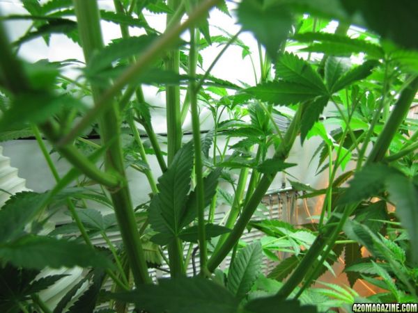 bubba_stem1.jpg