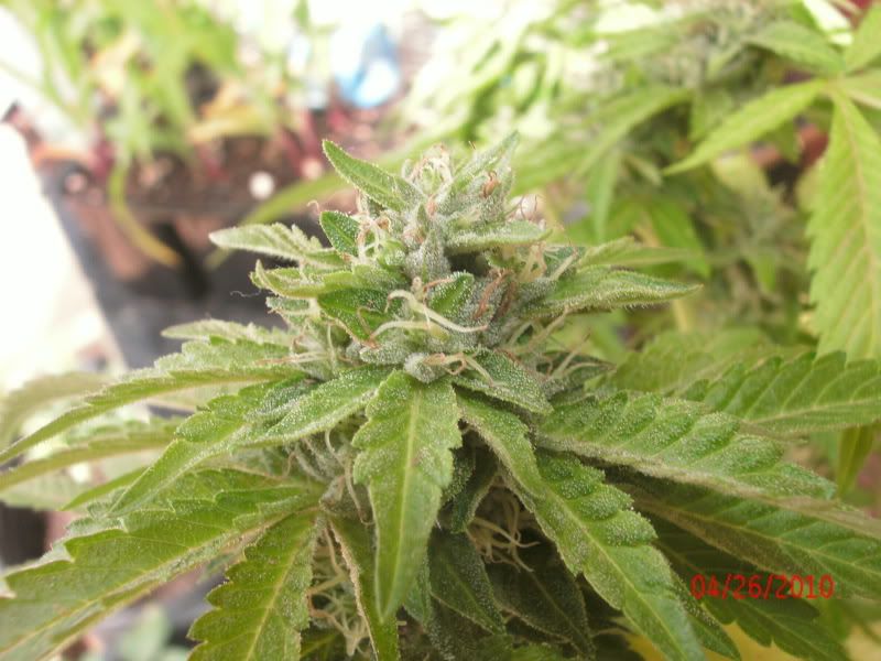 GEDC0988.jpg