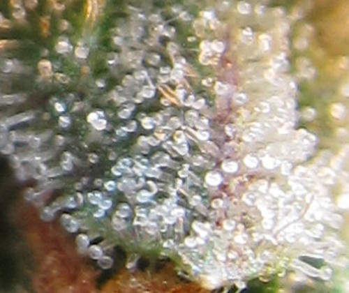 7030567893_d81e0b934a.jpg