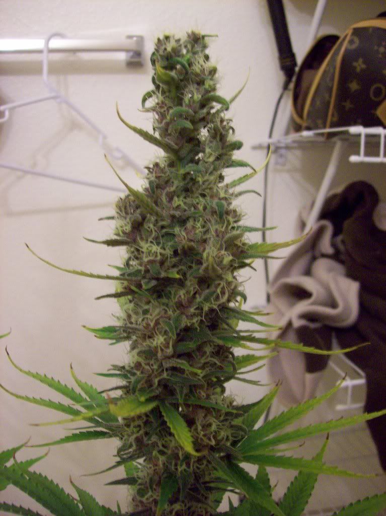 000_0005-6.jpg