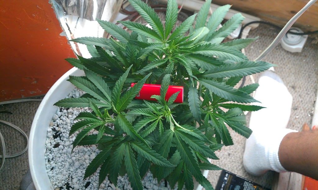 BLACKDOMINA3.jpg
