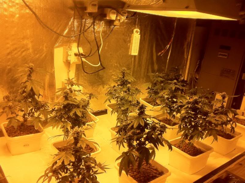 grow169.jpg