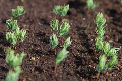 new-fir-seedlings-germination-trees-46124158.jpg