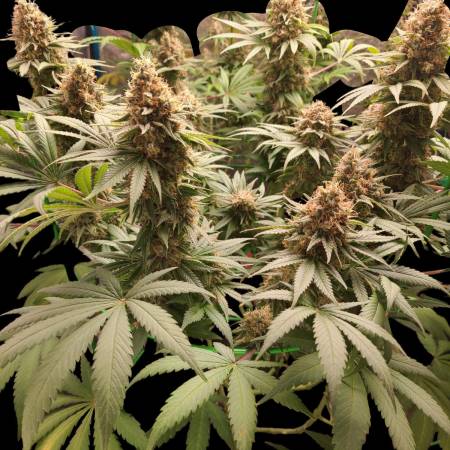 growdiaries.com