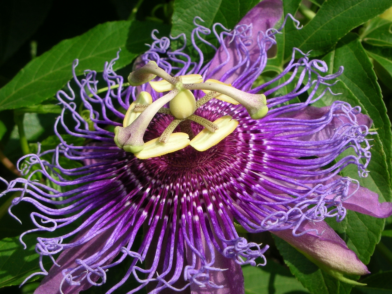 miss-passionflower-092605-50percent.jpg