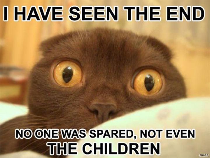 funny-cat-wow.jpg
