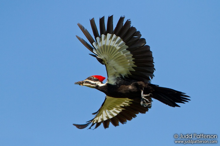 PileatedWoodpecker_110403_2353.jpg