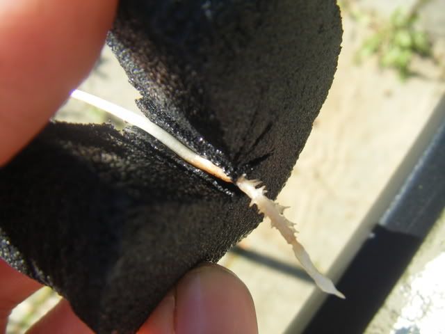 DSCF1533.jpg