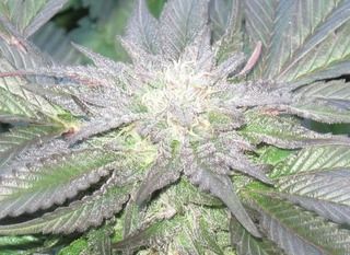 upclosepurpleflower.jpg