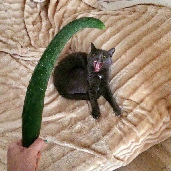 acid_picdump_54.jpg