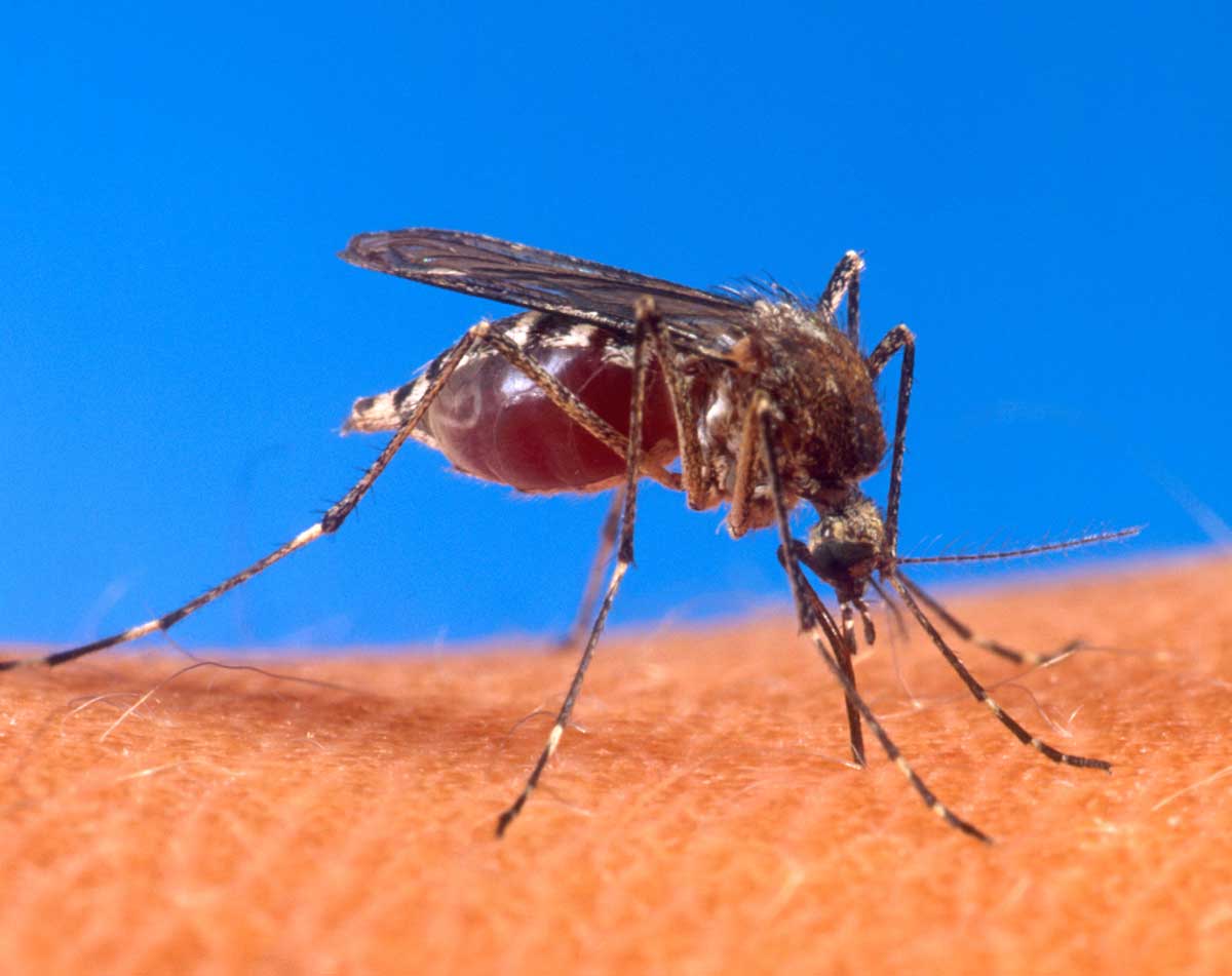 mosquito_65147_7.jpg