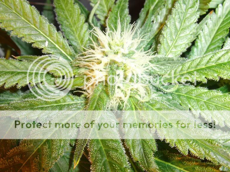 week14_Bud2.jpg