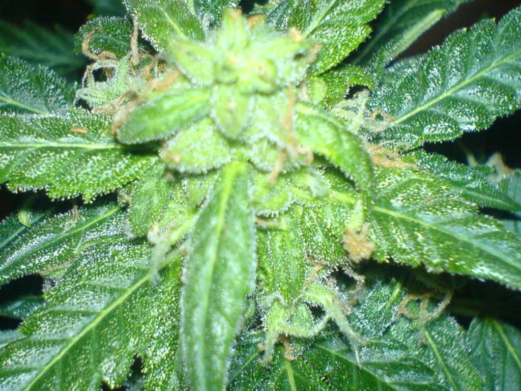 DSC00346.jpg