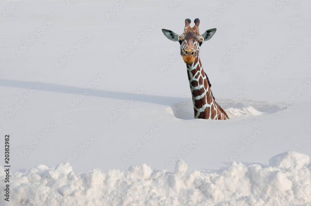 Giraffe in deep snow Stock Photo | Adobe Stock