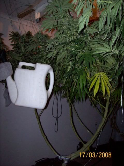Plants105.jpg