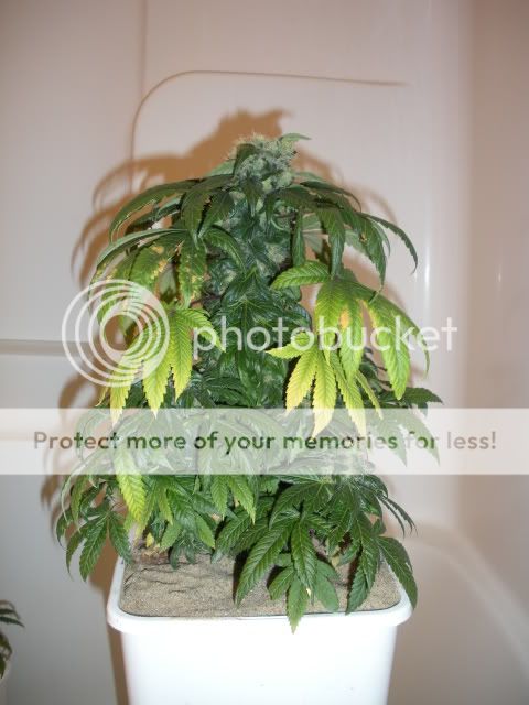 DSCN1197.jpg