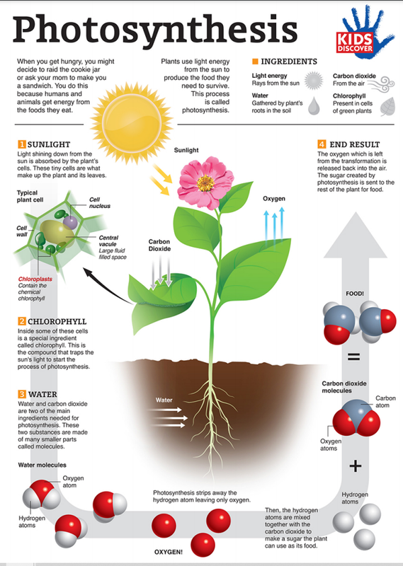 photosynthesis.png