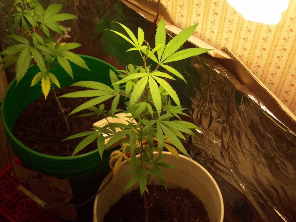 moreofmyplants048.jpg